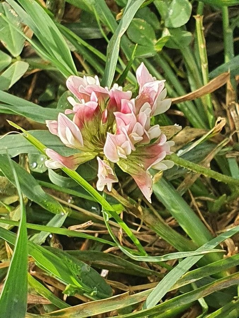 Cherangani Clover