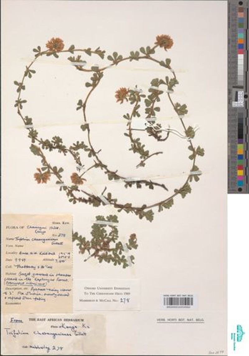 Cherangani Clover photo 2