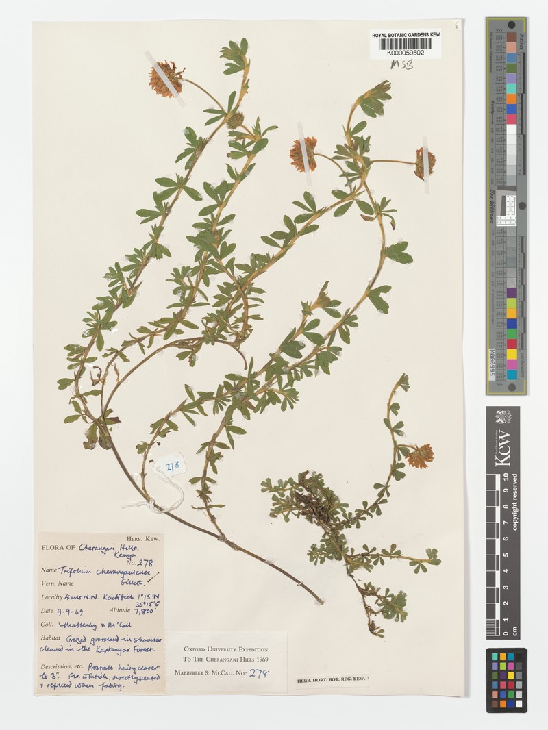 Cherangani Clover photo 3