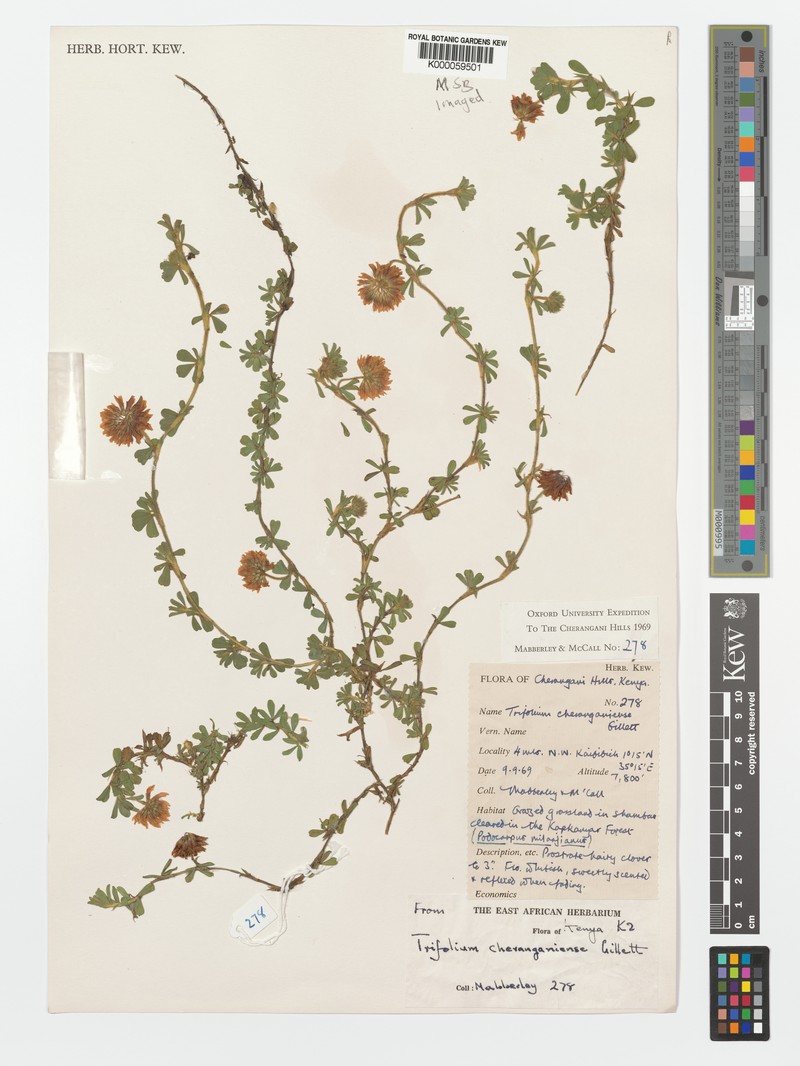Cherangani Clover photo 4