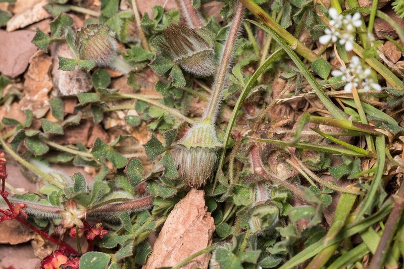 Trifolium cherleri