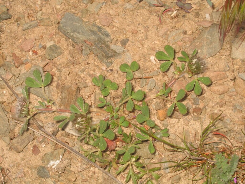 Trifolium cherleri photo 2