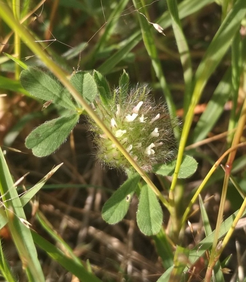 Trifolium cherleri photo 3