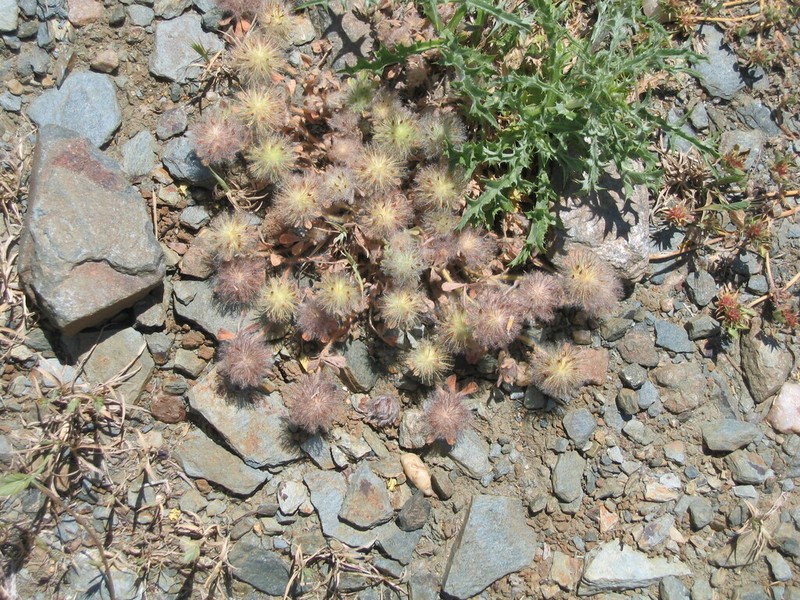 Trifolium cherleri photo 4