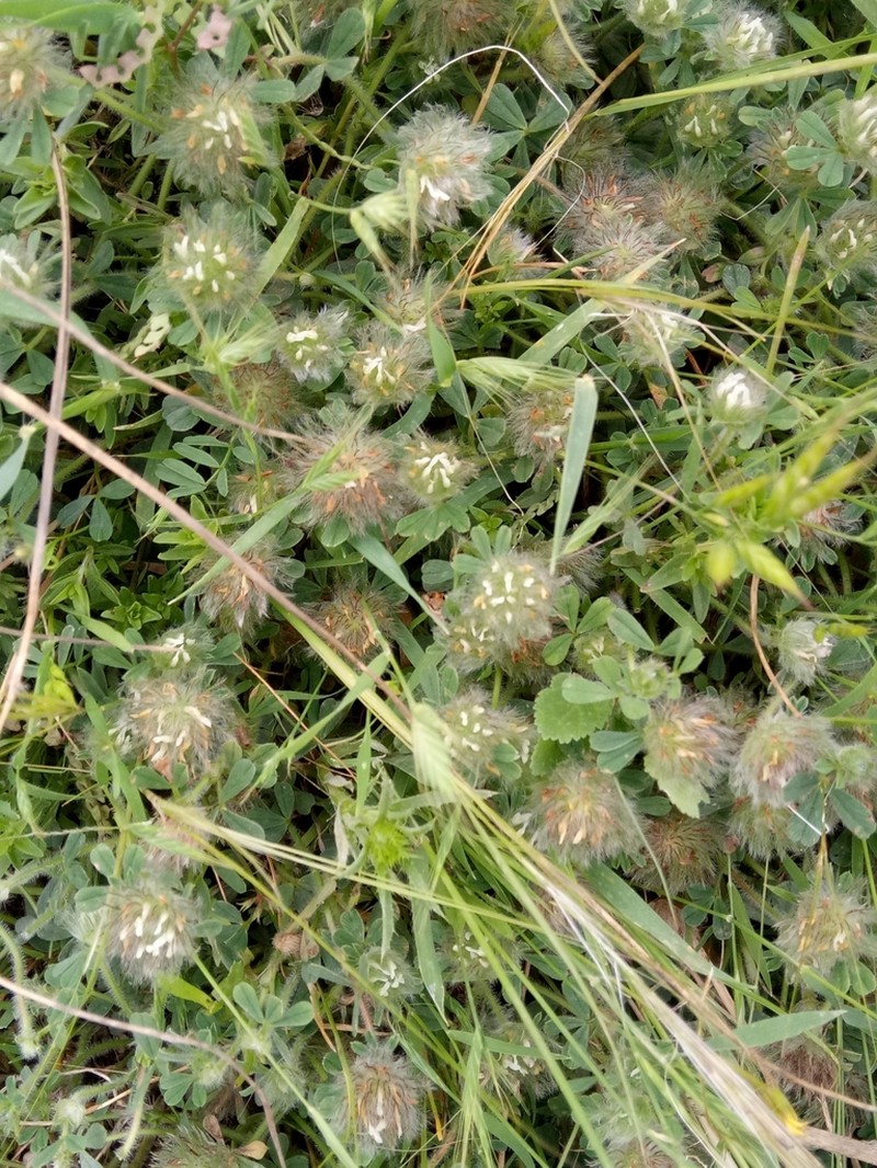 Trifolium cherleri photo 5