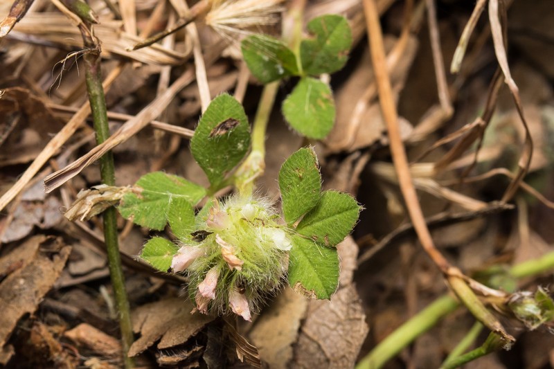 Trifolium cherleri photo 6