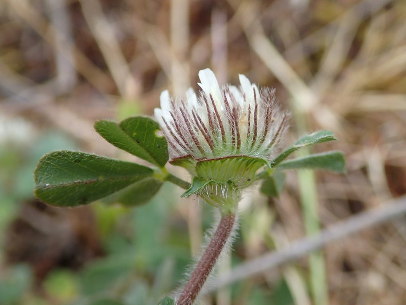 Trifolium cherleri photo 7