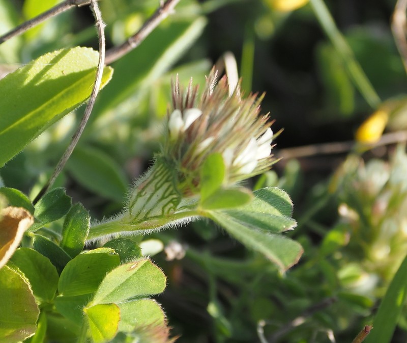Trifolium cherleri photo 8