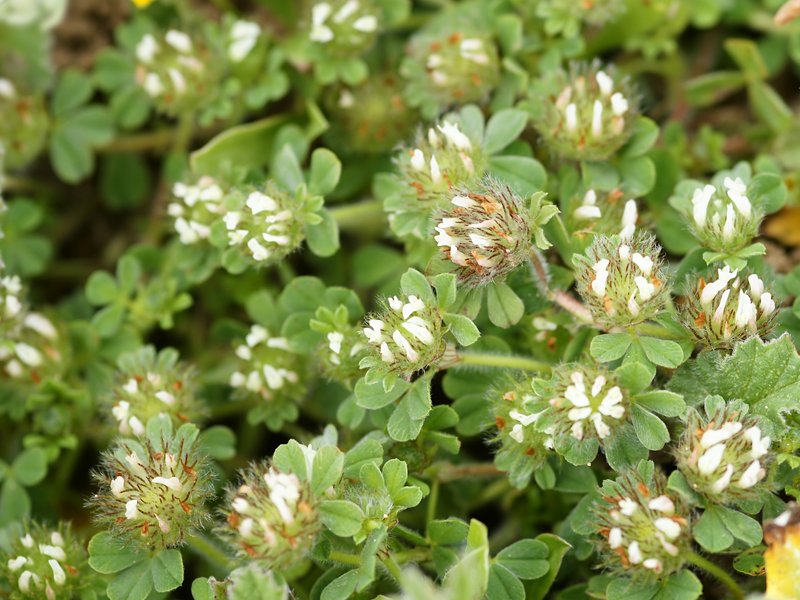 Trifolium cherleri