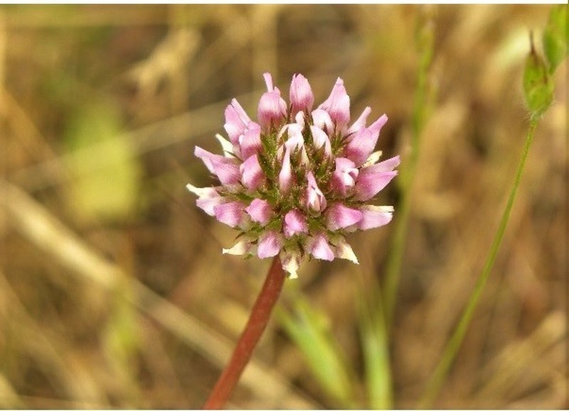Foothill Clover photo 2