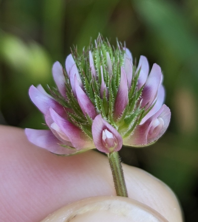 Foothill Clover photo 3