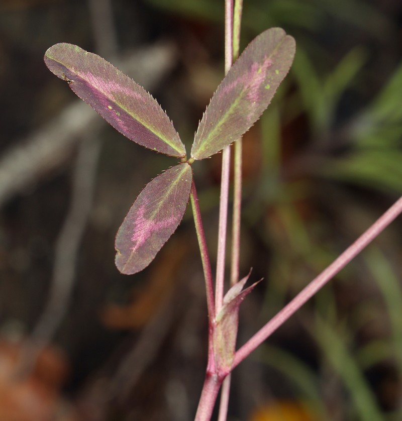 Foothill Clover photo 4