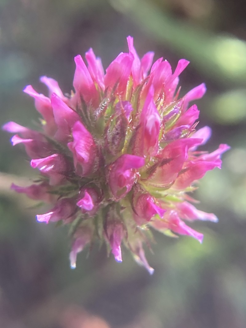 Foothill Clover photo 5