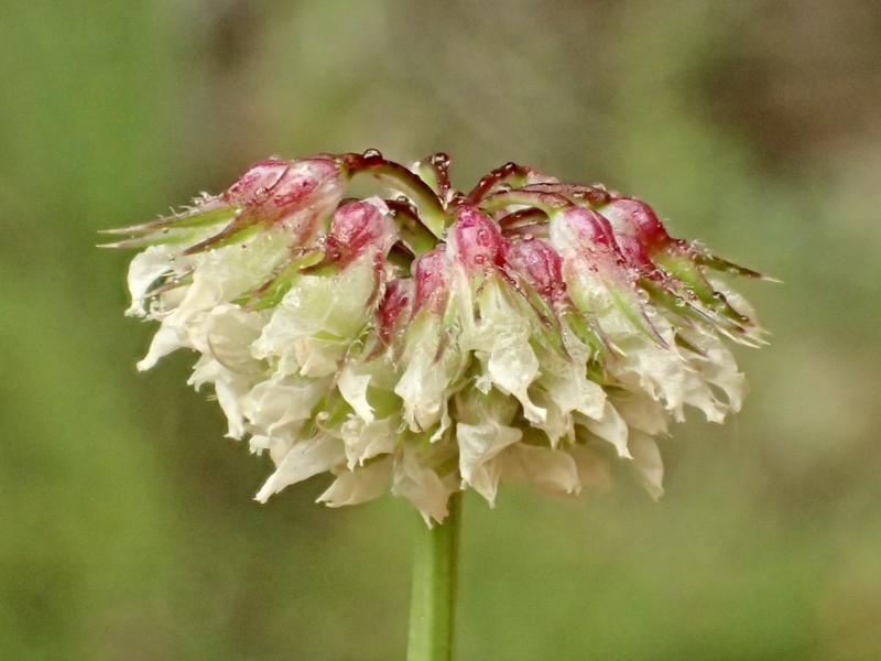 Foothill Clover photo 6