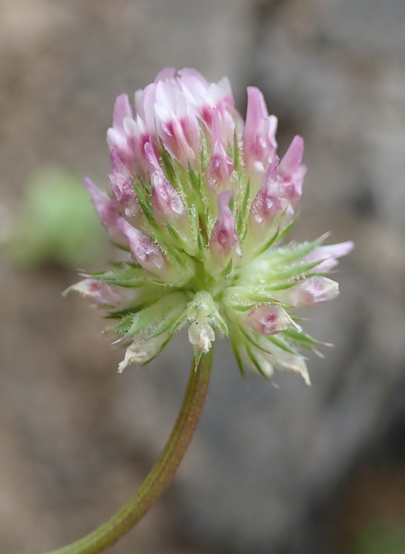 Foothill Clover photo 7