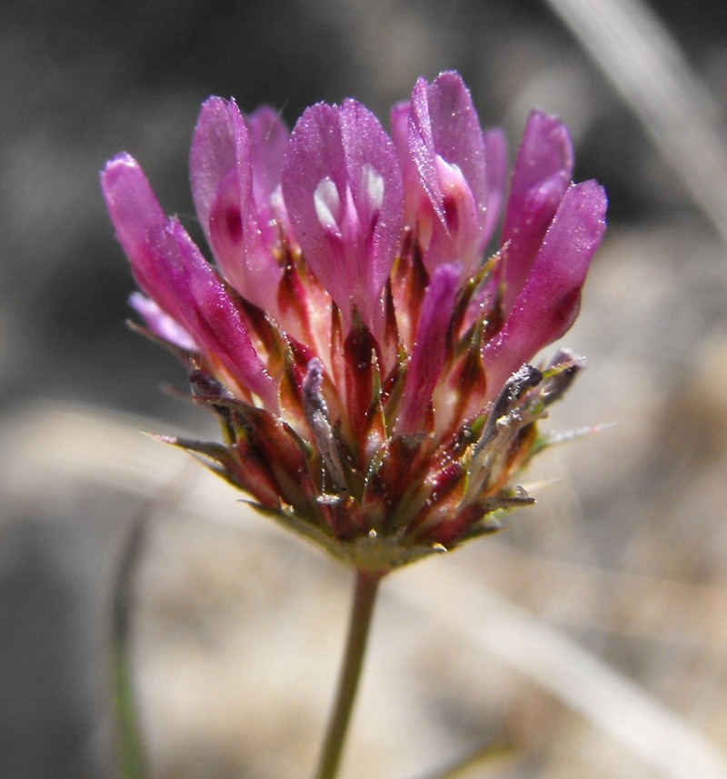 Foothill Clover