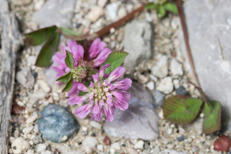 Trifolium clusii