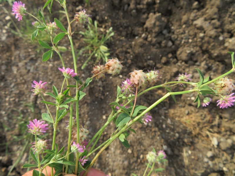 Trifolium clusii photo 2