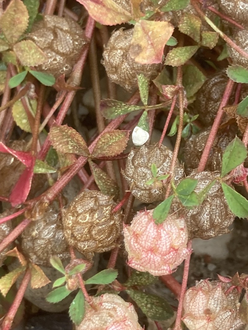 Trifolium clusii photo 3