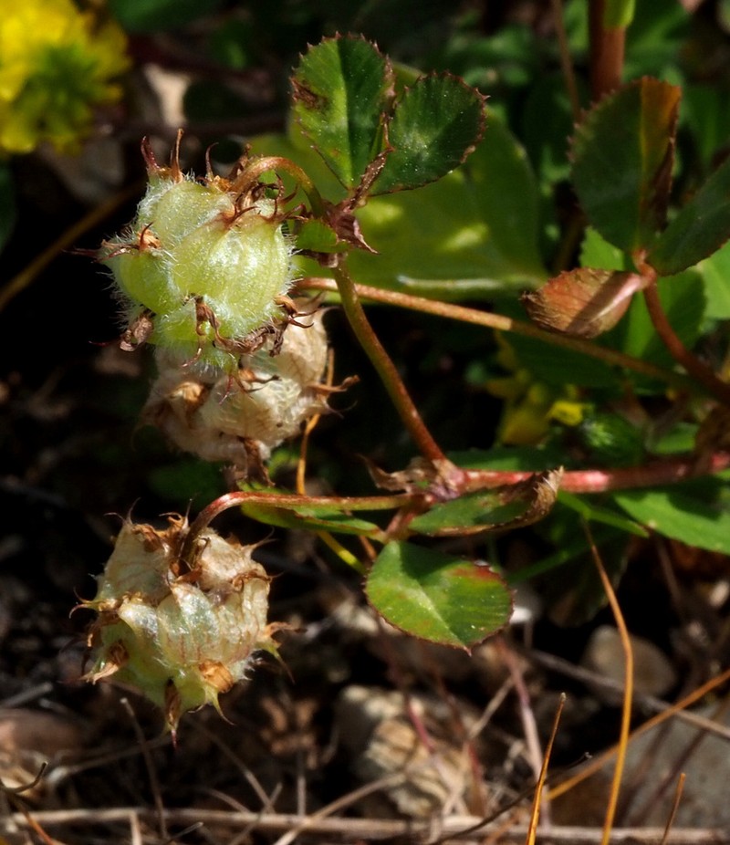 Trifolium clusii photo 4