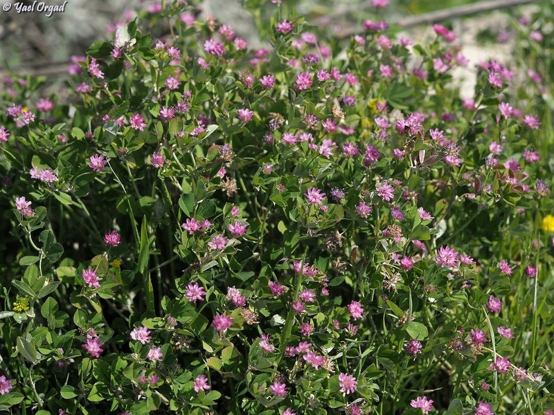 Trifolium clusii photo 5
