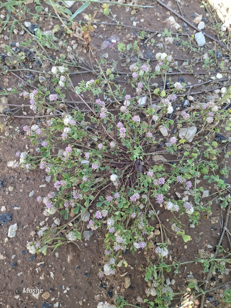 Trifolium clusii photo 6