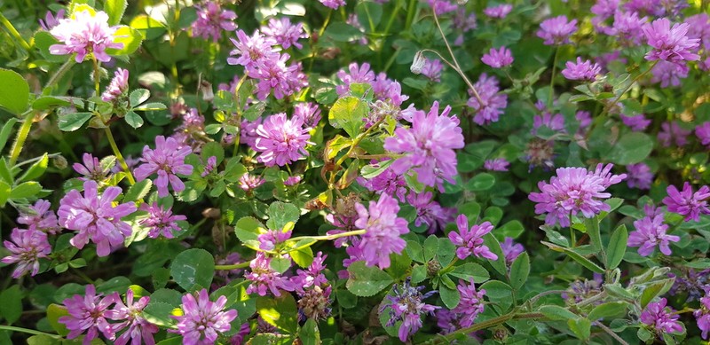 Trifolium clusii photo 7