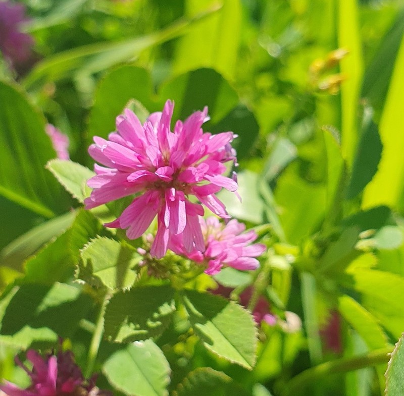 Trifolium clusii photo 8