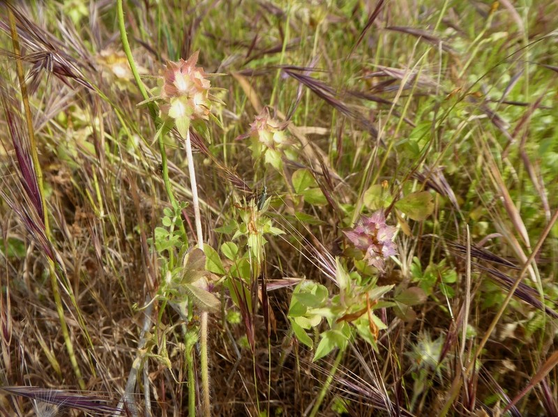 Shield Clover