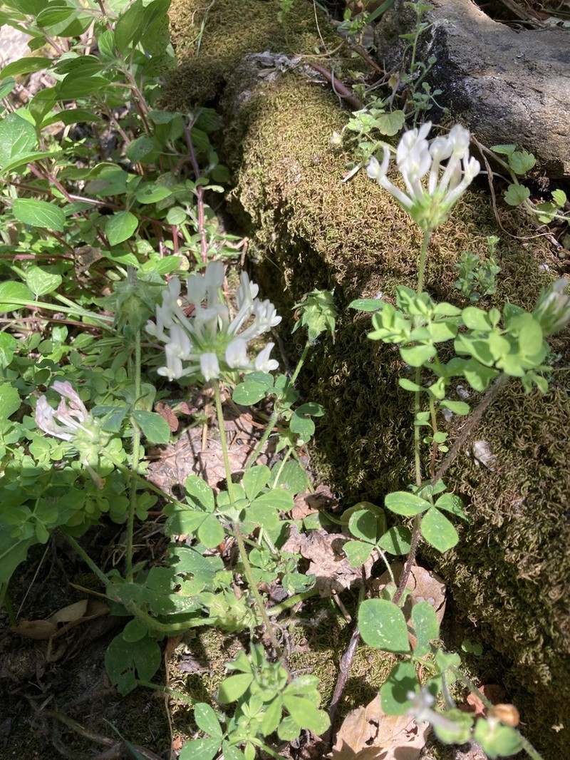 Shield Clover photo 2