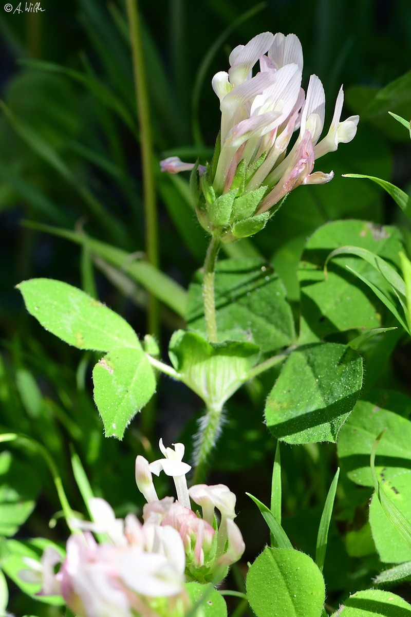 Shield Clover photo 3