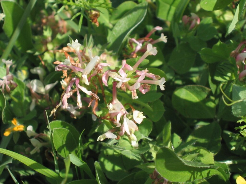 Shield Clover photo 4