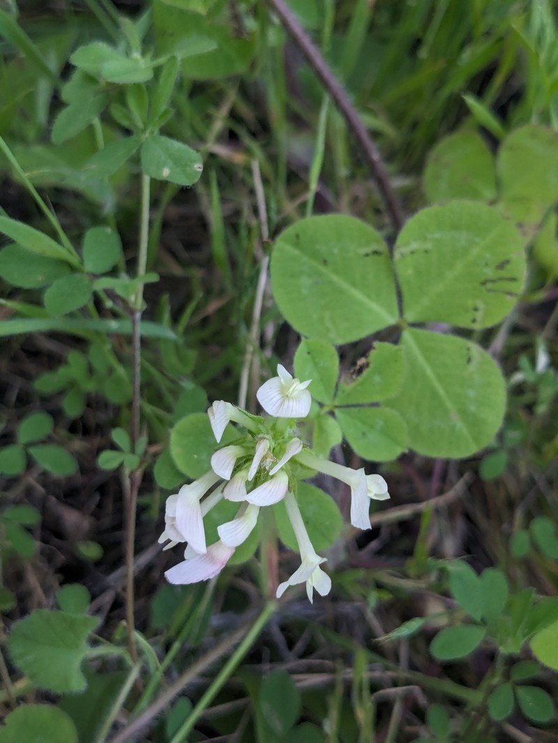 Shield Clover photo 5