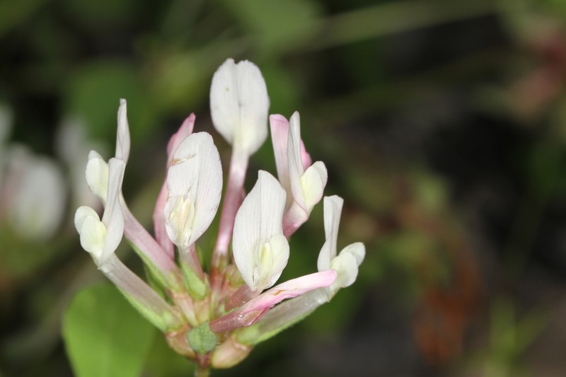 Shield Clover photo 6