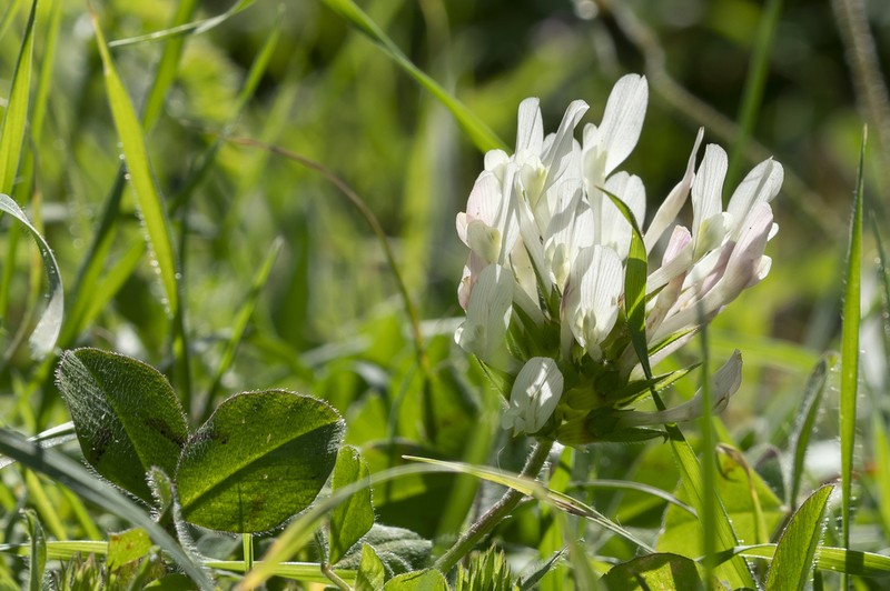 Shield Clover photo 7
