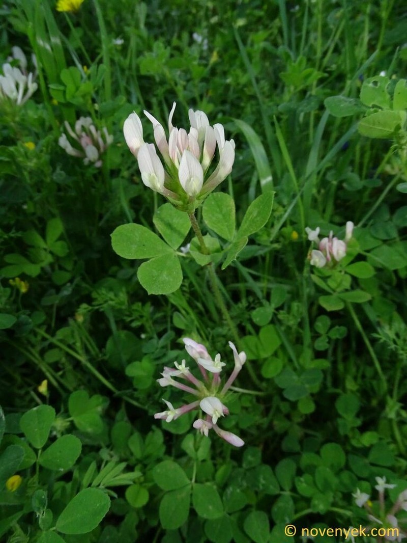 Shield Clover photo 8
