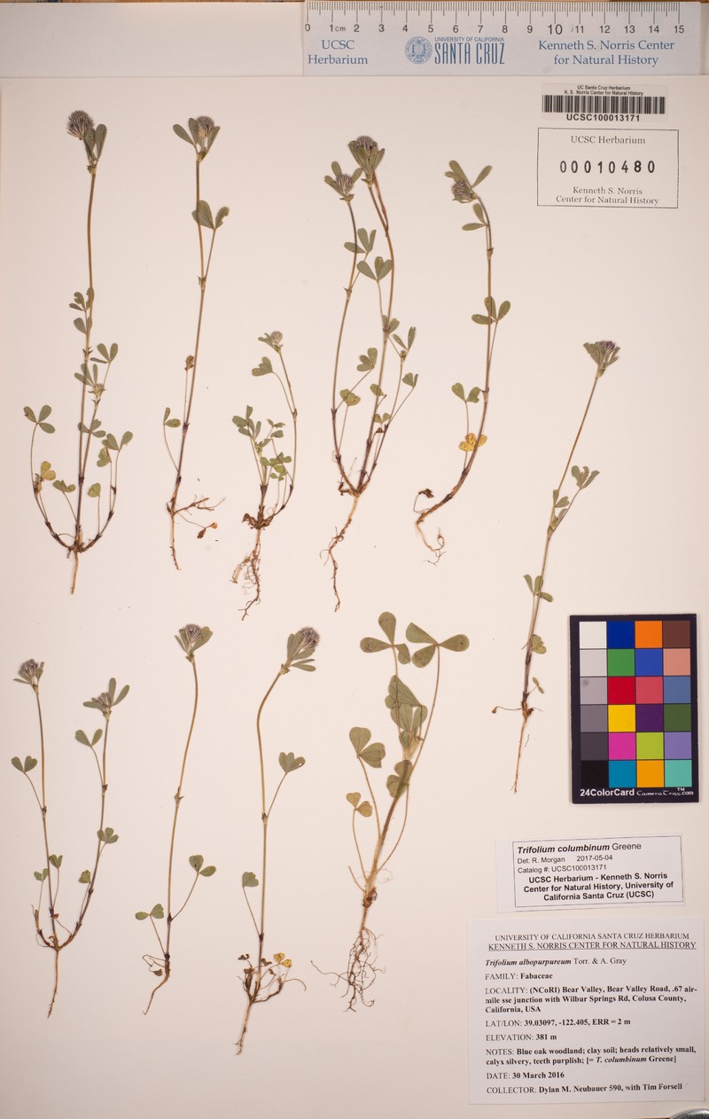 Olive Clover
