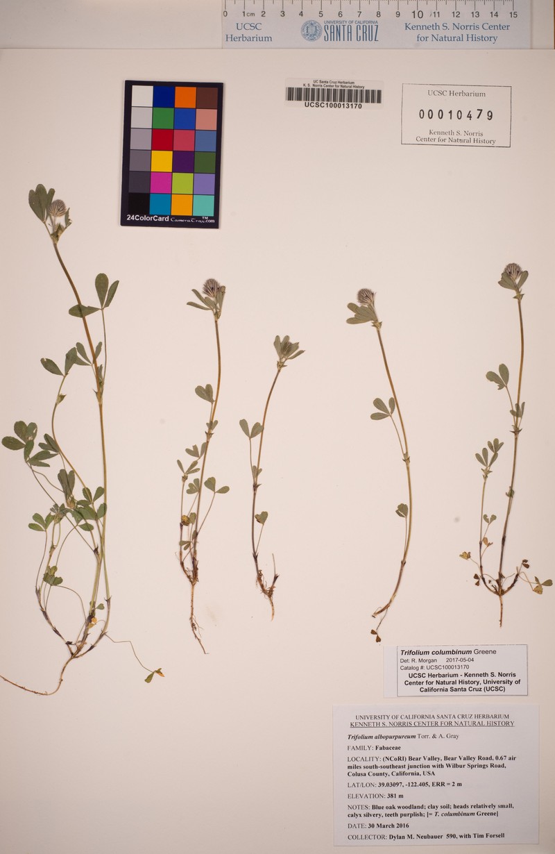 Olive Clover photo 2