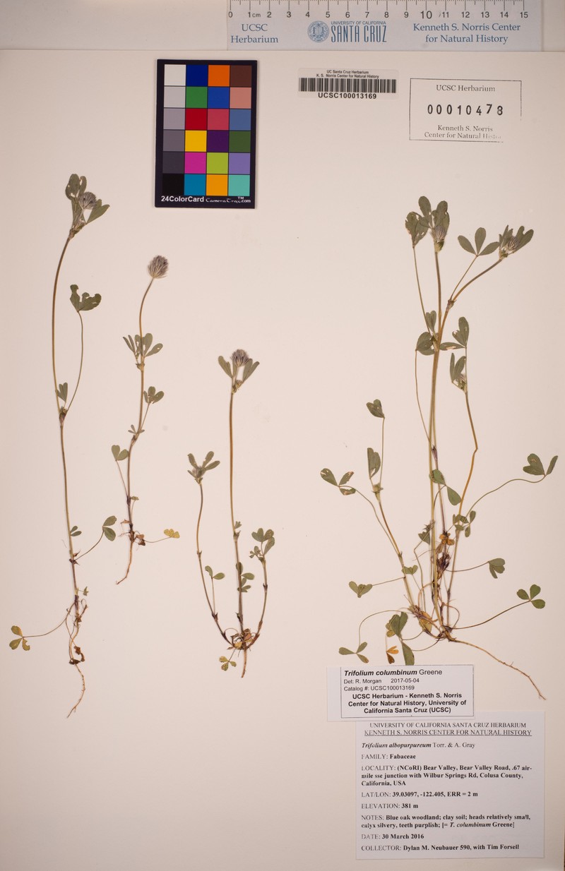 Olive Clover photo 3