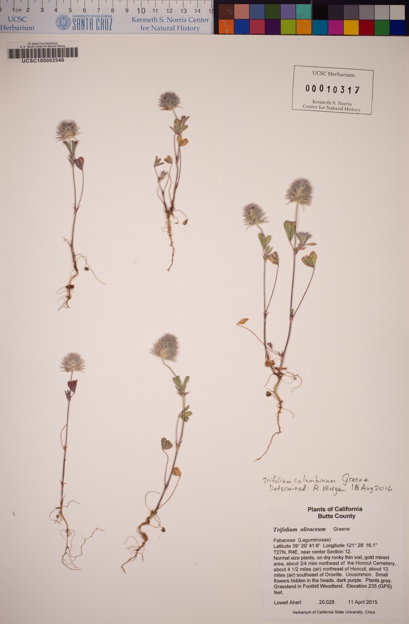 Olive Clover photo 4