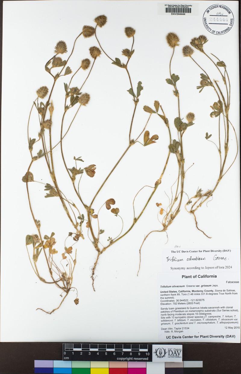 Olive Clover photo 5