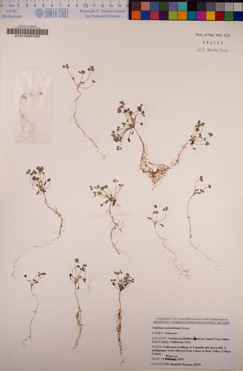 Olive Clover photo 6