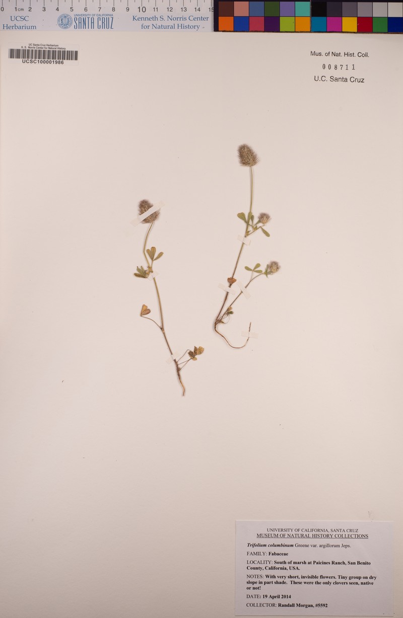 Olive Clover photo 7