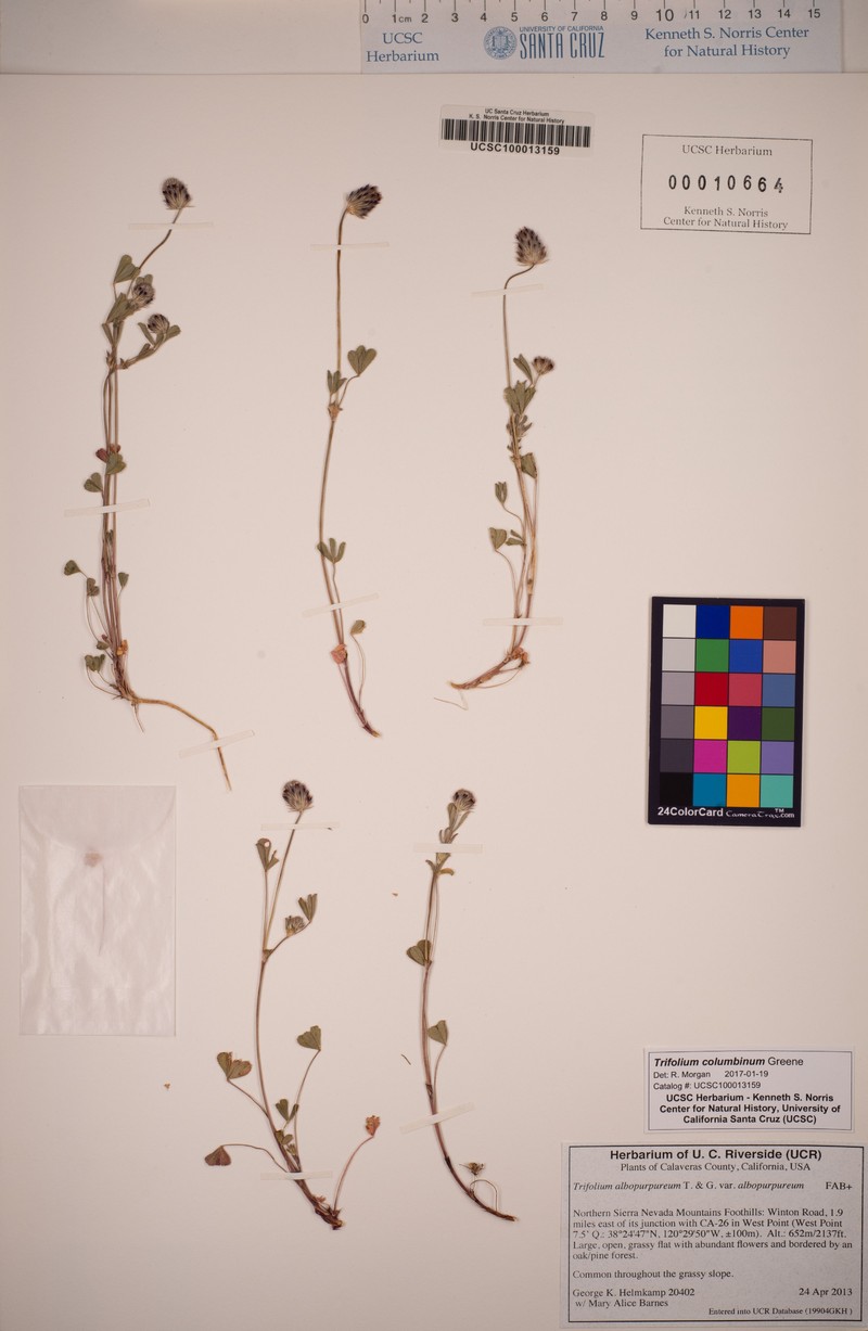 Olive Clover photo 8