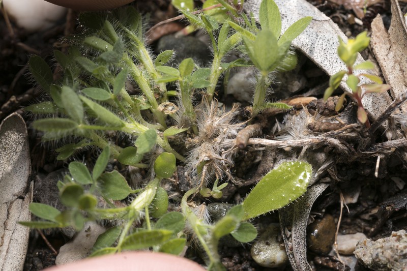 Trifolium congestum