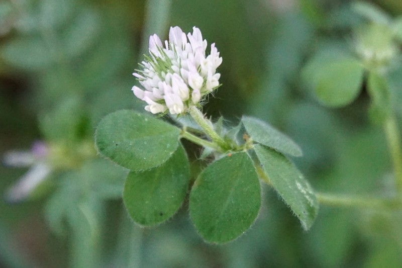 Trifolium constantinopolitanum