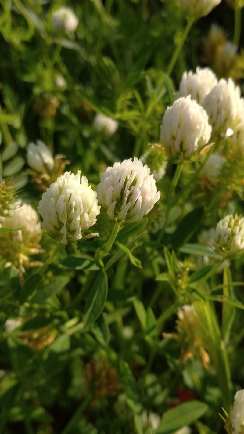 Trifolium constantinopolitanum photo 2