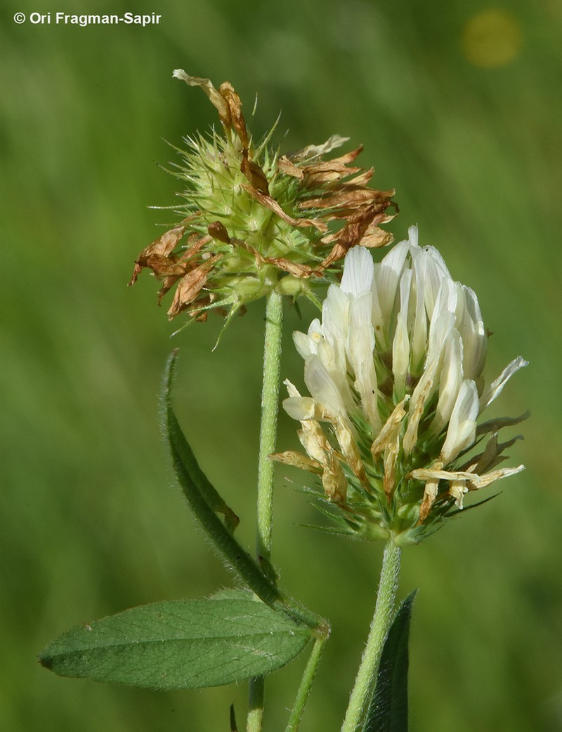 Trifolium constantinopolitanum photo 3