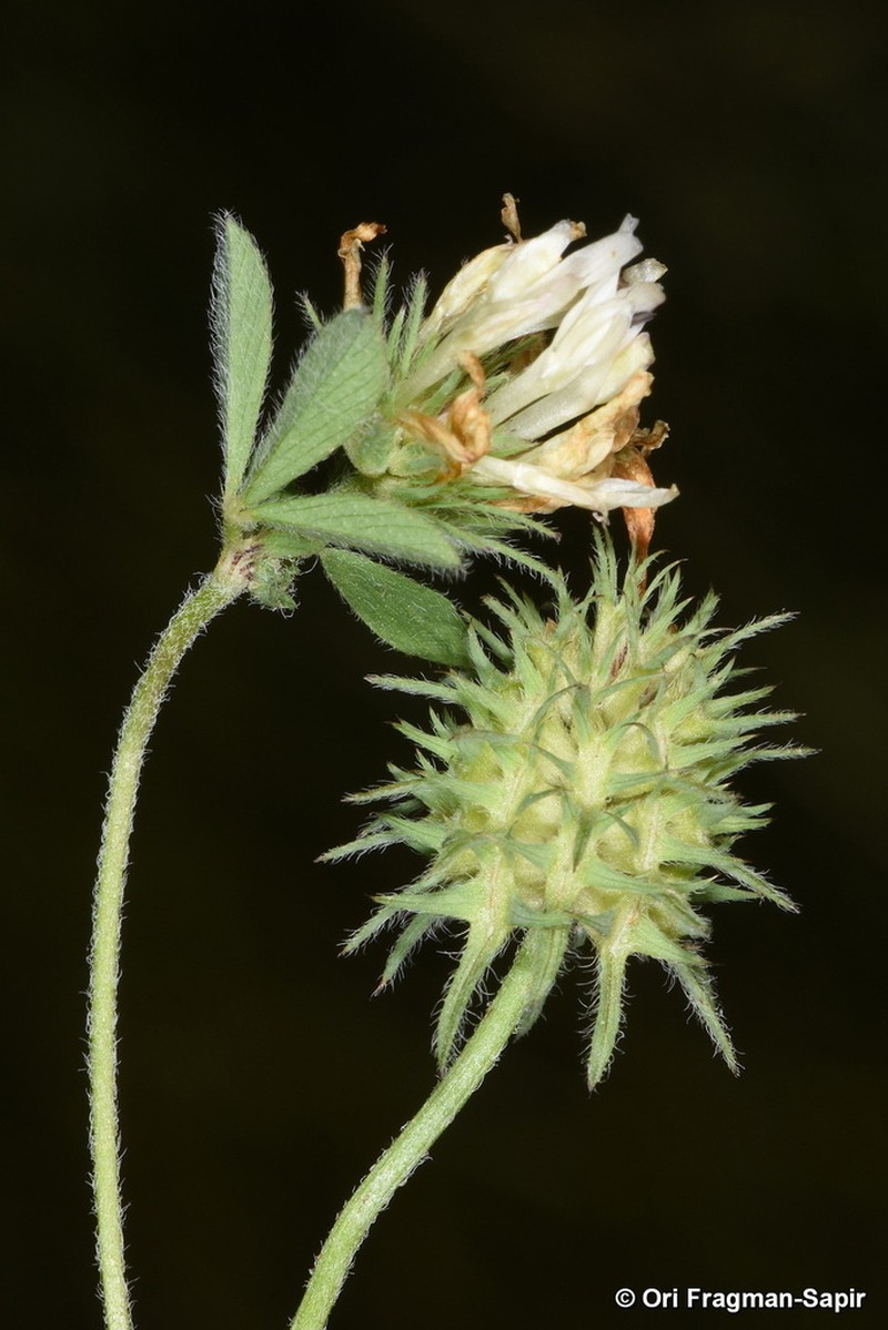 Trifolium constantinopolitanum photo 4