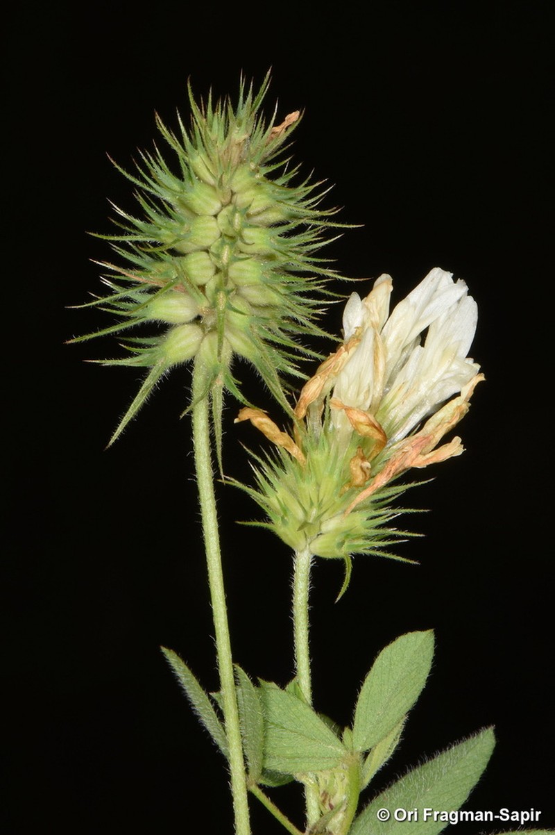 Trifolium constantinopolitanum photo 5